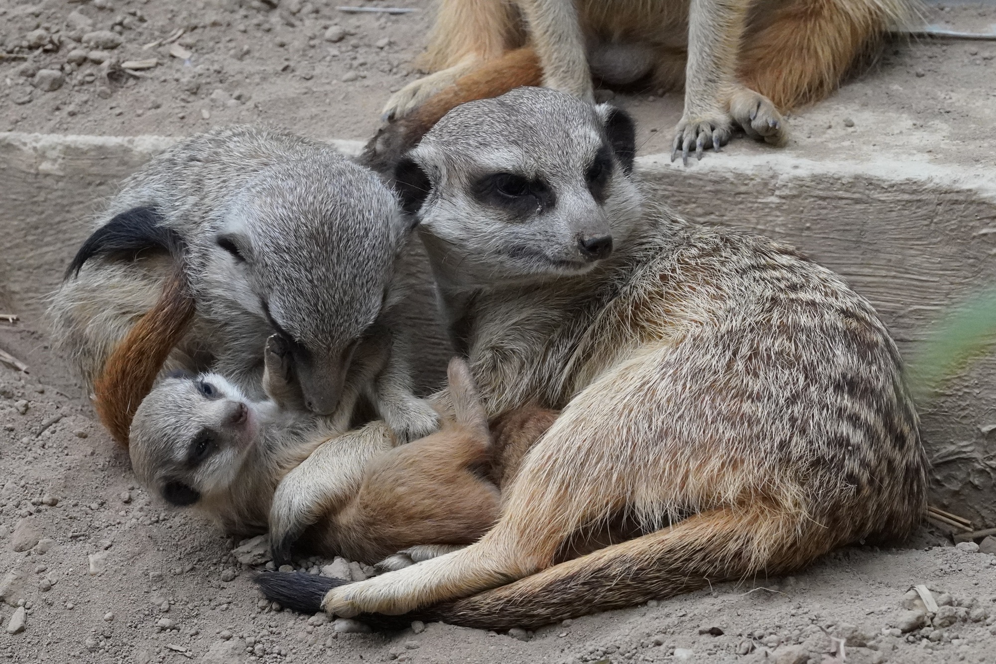 Erdmännchennachwuchs im Tiergarten Kleve_05