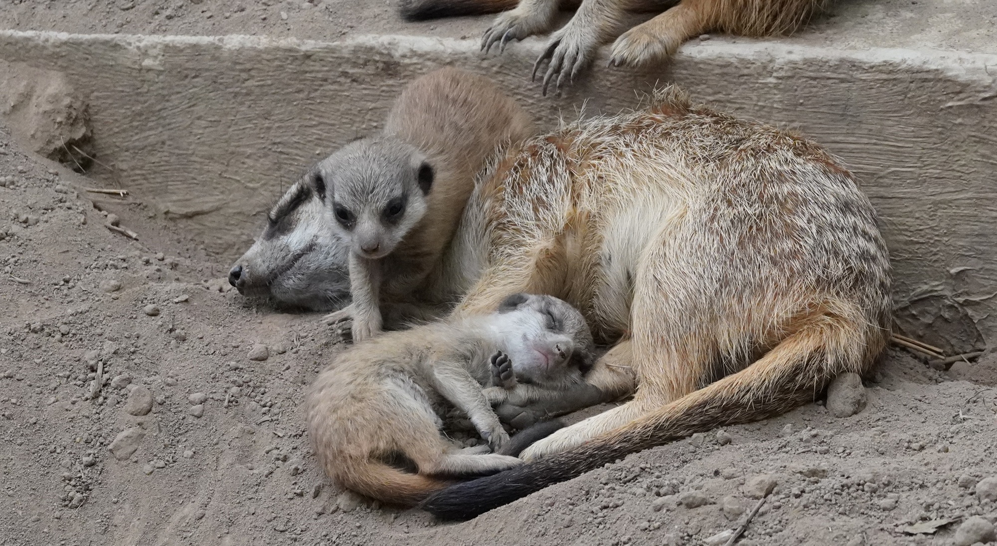 Erdmännchennachwuchs im Tiergarten Kleve_06