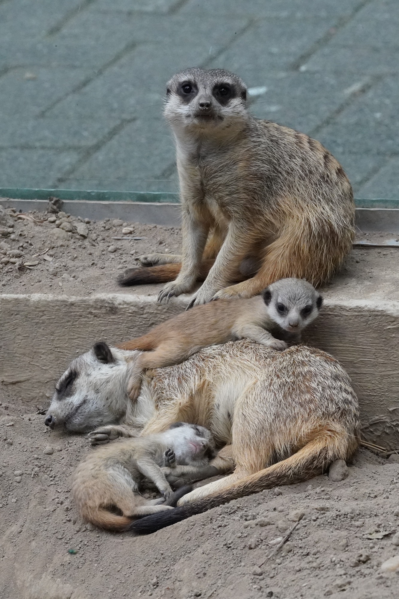 Erdmännchennachwuchs im Tiergarten Kleve_07