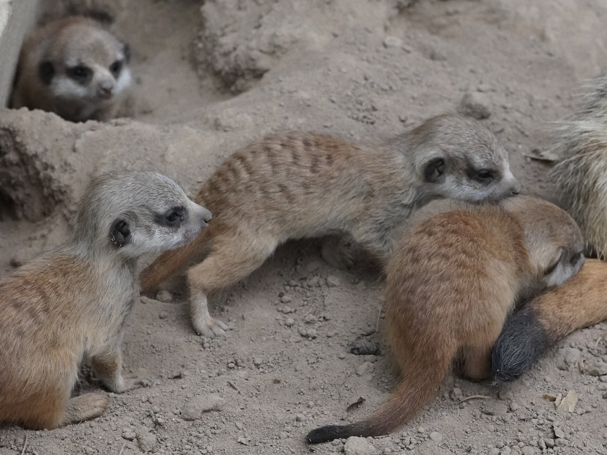 Erdmännchennachwuchs im Tiergarten Kleve_08