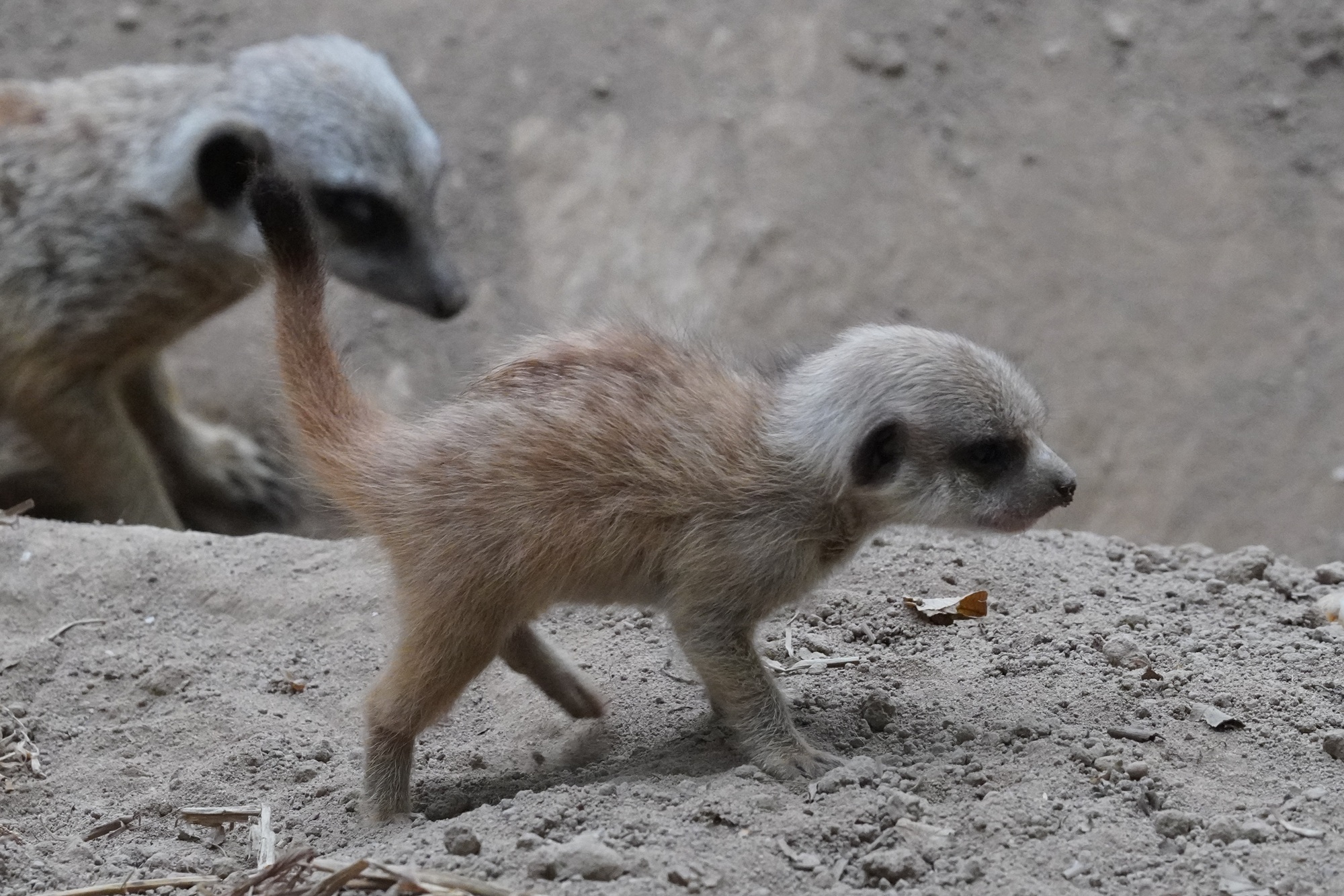Erdmännchennachwuchs im Tiergarten Kleve_09