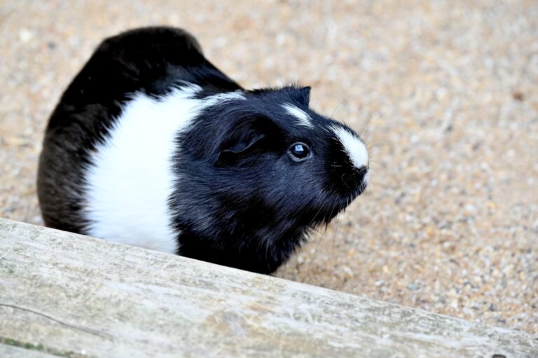Im Tiergarten Kleve wurde die Außenanlage der Meerschweinchen vergrößert und neu gestaltet (1)