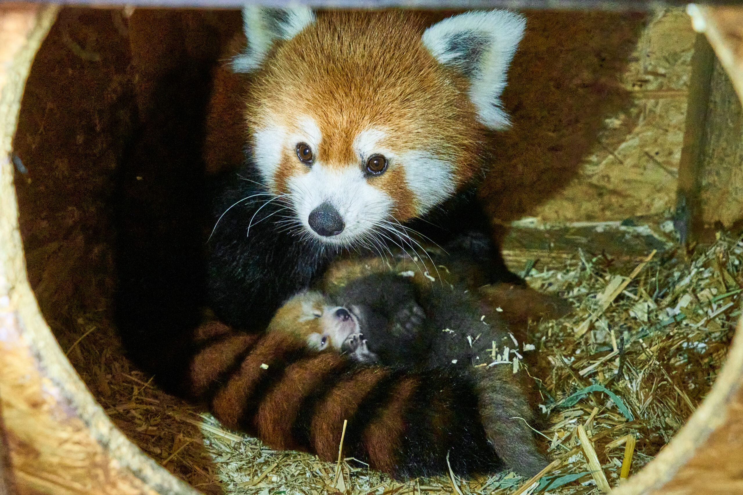 Tierischer Nachwuchs zum Verlieben Beim Artenschutztag am 30. August lohnt sich ein Besuch bei den jungen Roten Pandas ganz besonders.