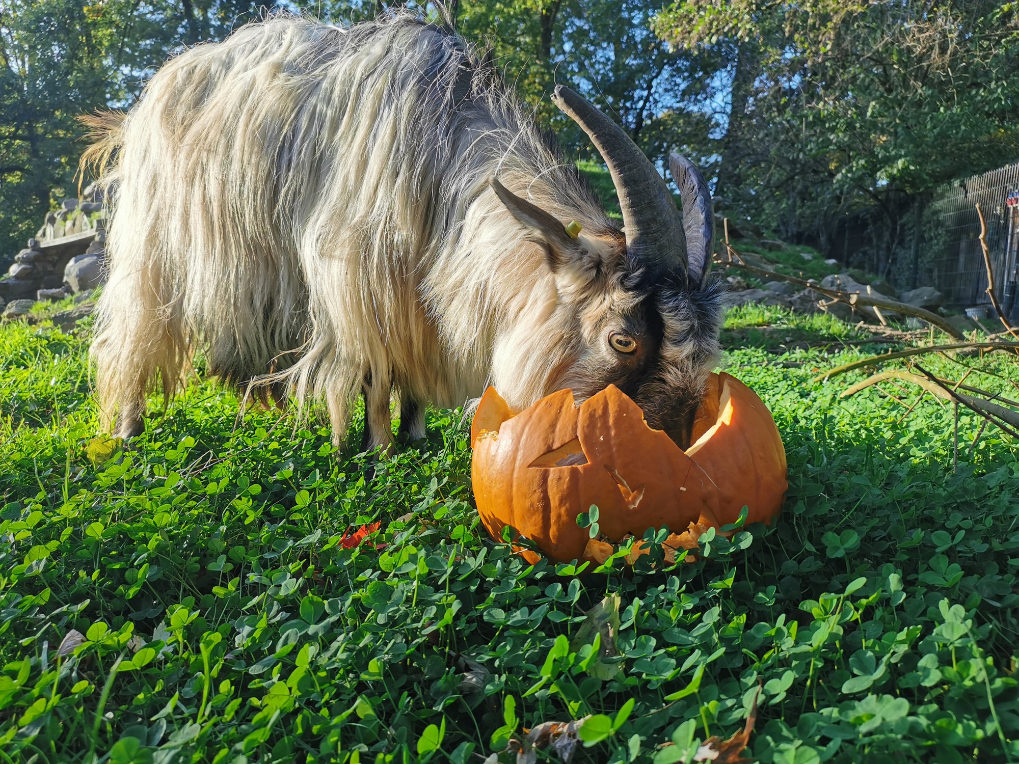 Am 30. und 31. Oktober 2026 findet wieder das beliebte Halloweenfest im Tiergarten Kleve statt. Der VVK für die limitierten Tickets ist ab sofort eröffnet (1 (3)