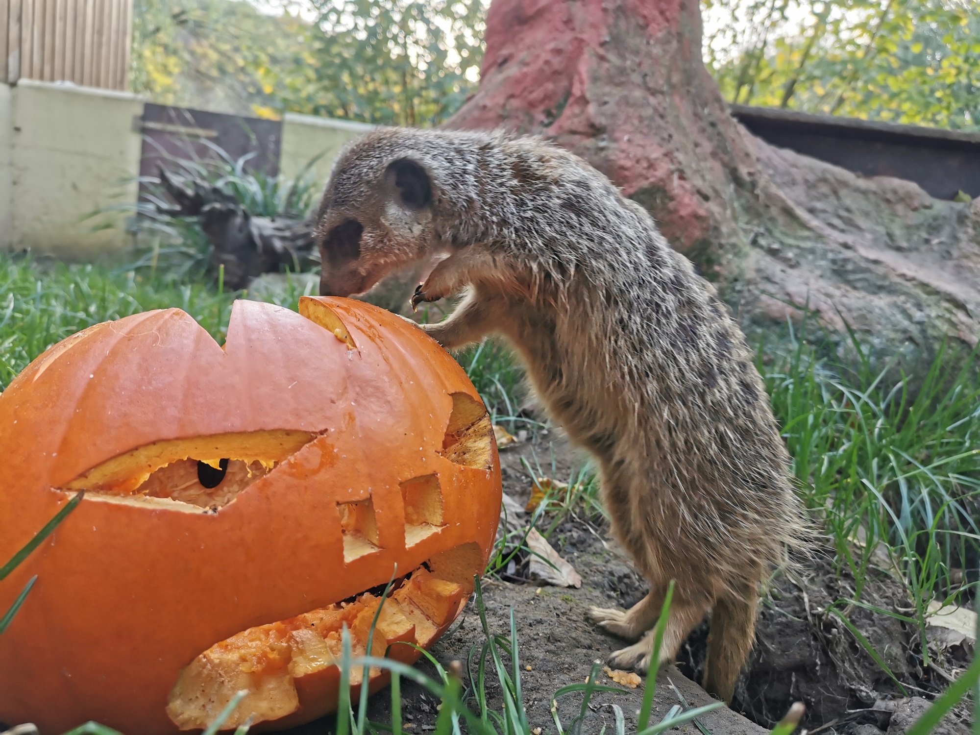 Am 30. und 31. Oktober 2026 findet wieder das beliebte Halloweenfest im Tiergarten Kleve statt. Der VVK für die limitierten Tickets ist ab sofort eröffnet (1)