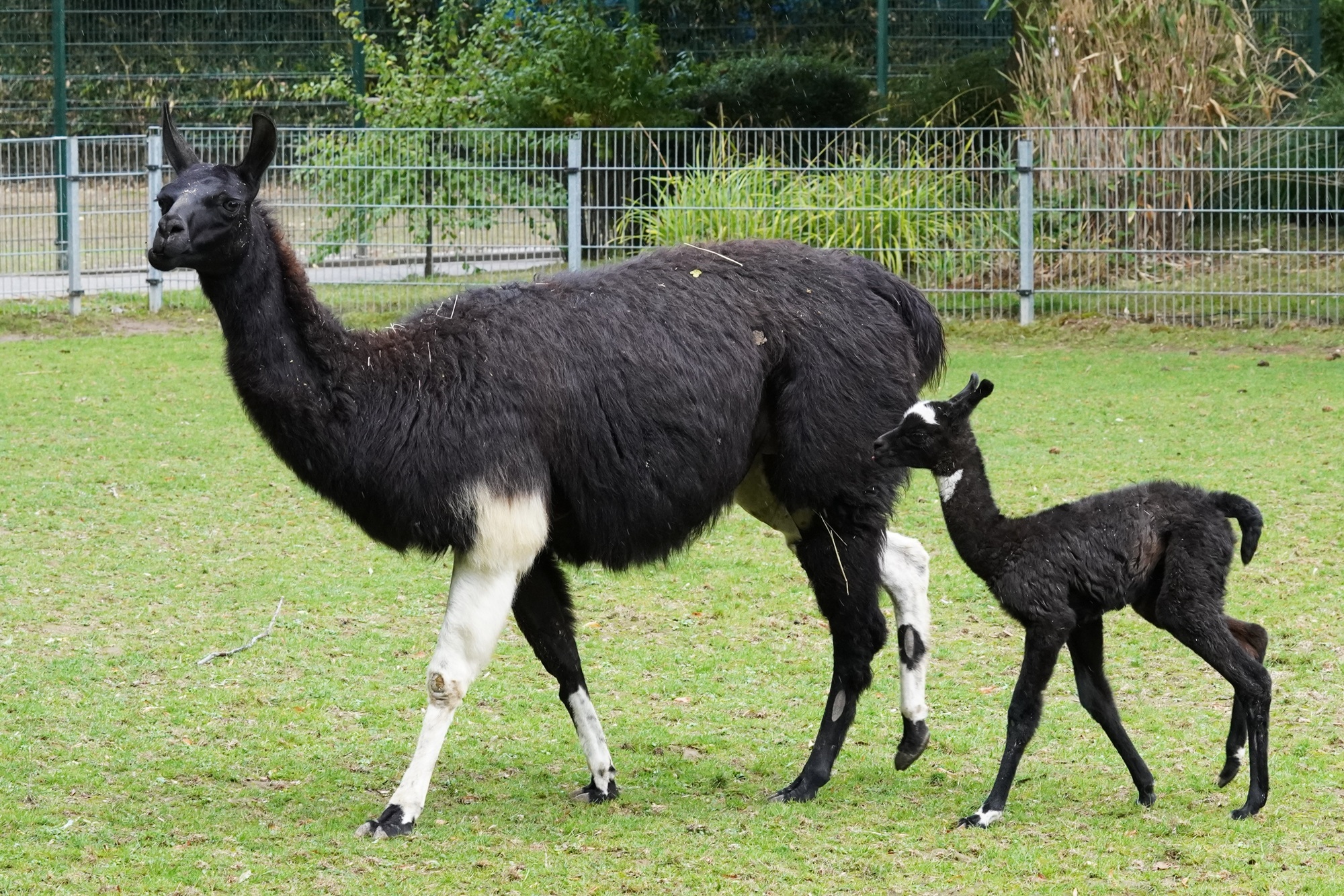 Auch zahlreiche Jungtiere wie das im September geborene Lamafohlen locken im Herbst in den Tiergarten Kleve