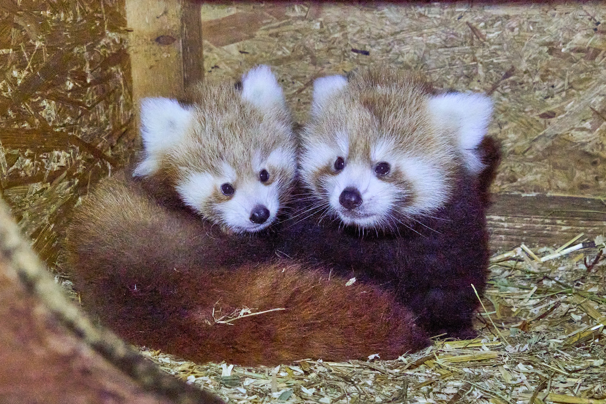 Beim Red Panda Weekend am 19. und 20. September 2026 dreht sich im Tiergarten Kleve alles um den Roten Panda