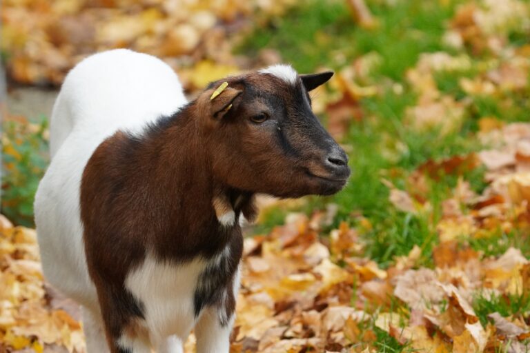 Der Herbst verspricht tierisch tolle Veranstaltungen im Tiergarten Kleve