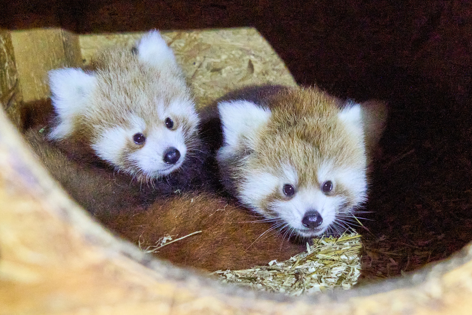 Der Nachwuchs bei den Roten Pandas im Tiergarten Kleve entwickelt sich bislang prächtig (1)