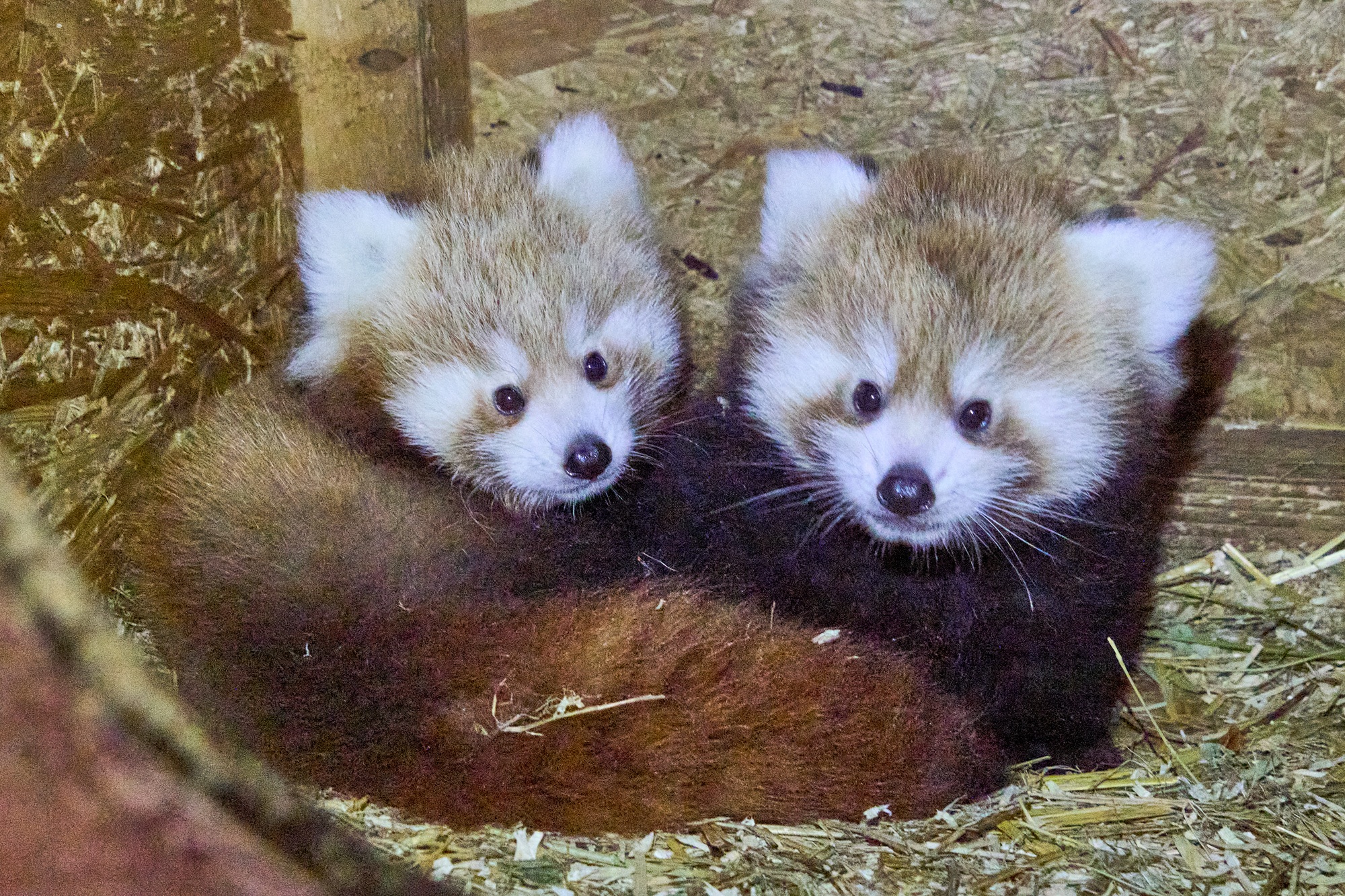 Der Nachwuchs bei den Roten Pandas im Tiergarten Kleve entwickelt sich bislang prächtig (7)