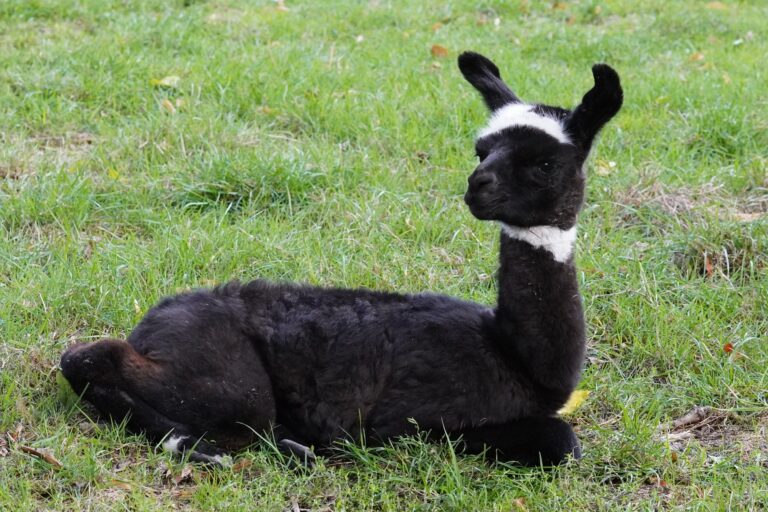Im Tiergarten Kleve wurde am 7.9.26 ein Lamafohlen geboren (9)