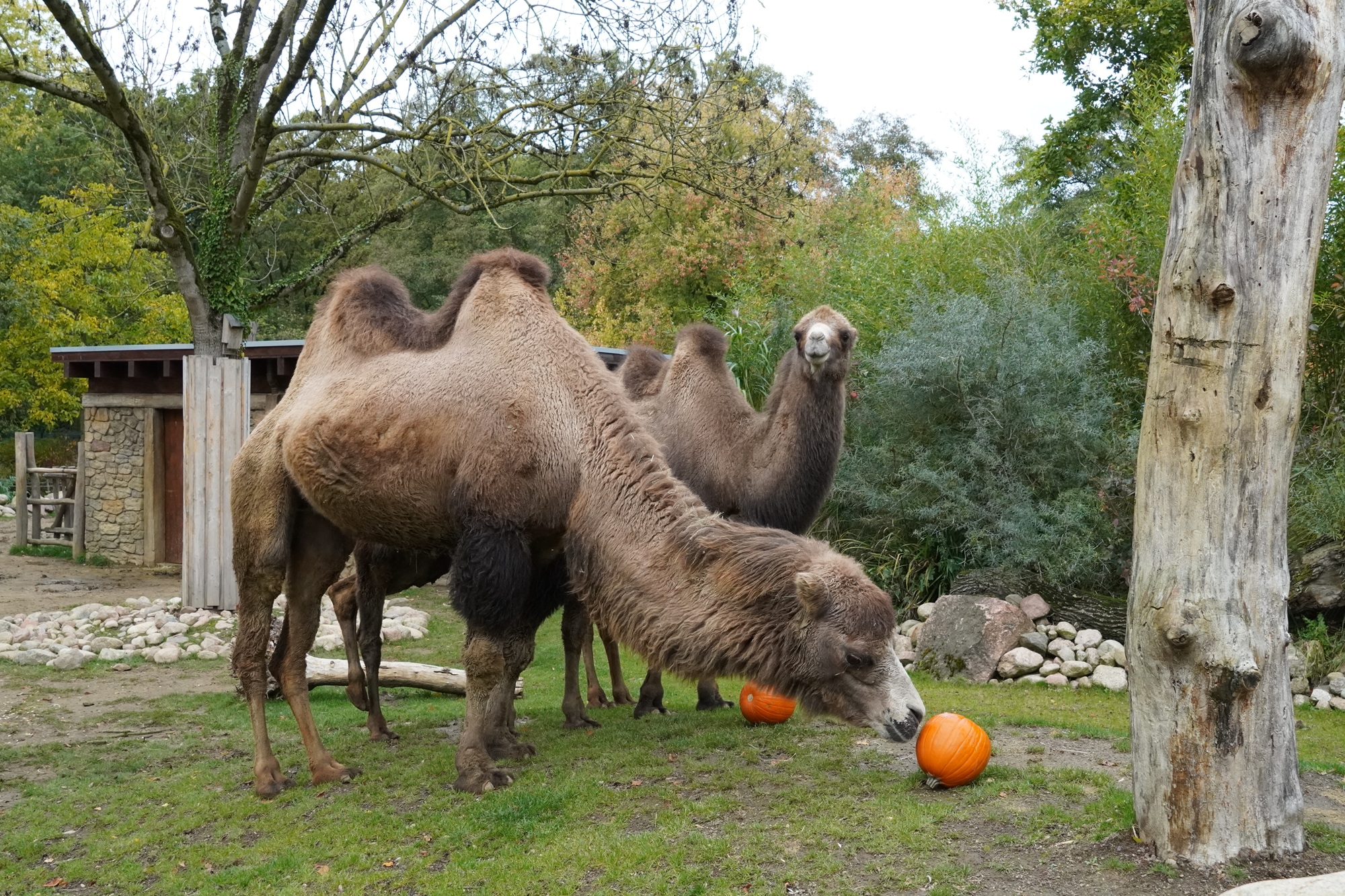 Auch die Trampeltiere im Tiergarten Kleve freuen sich im Herbst über leckere Kürbisse