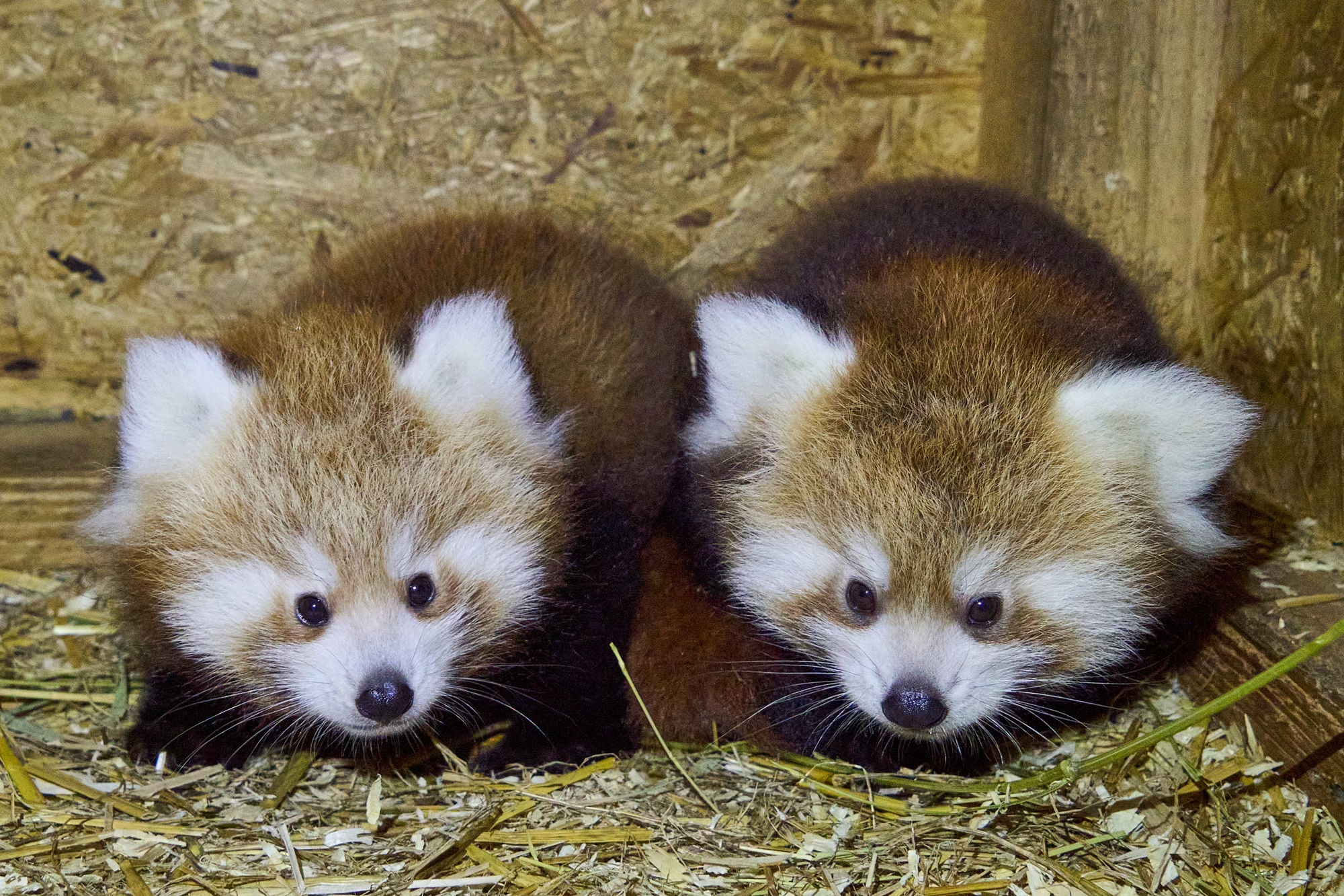 Der Nachwuchs bei den Roten Pandas ist nun immer häufiger für die Gäste im Tiergarten Kleve zu sehen (1)