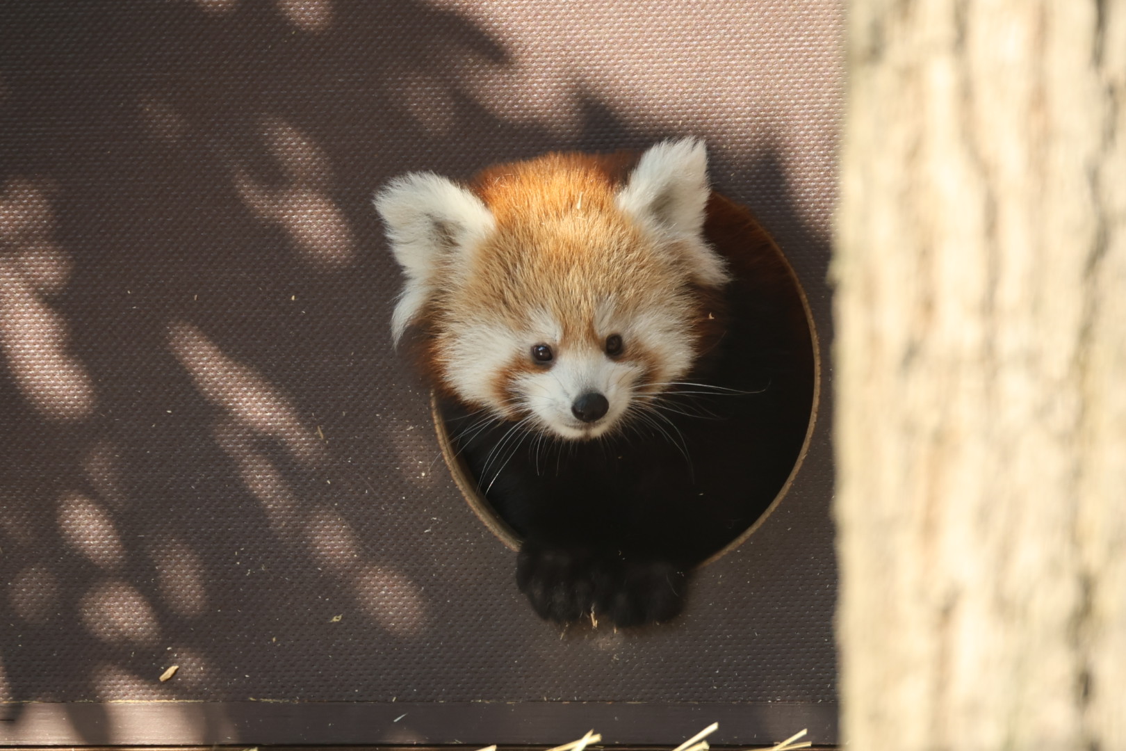 Der Nachwuchs von den Roten Pandas wird von Tag zu Tag agiler und mutiger (1)