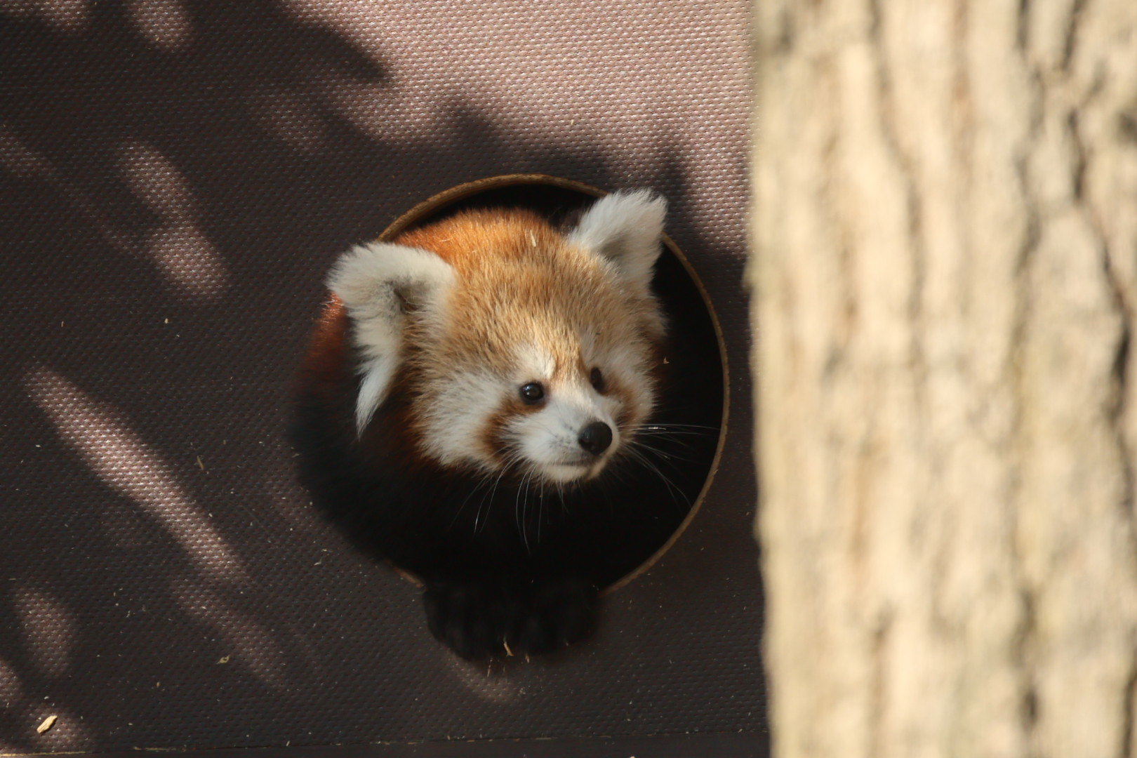 Der Nachwuchs von den Roten Pandas wird von Tag zu Tag agiler und mutiger (2)