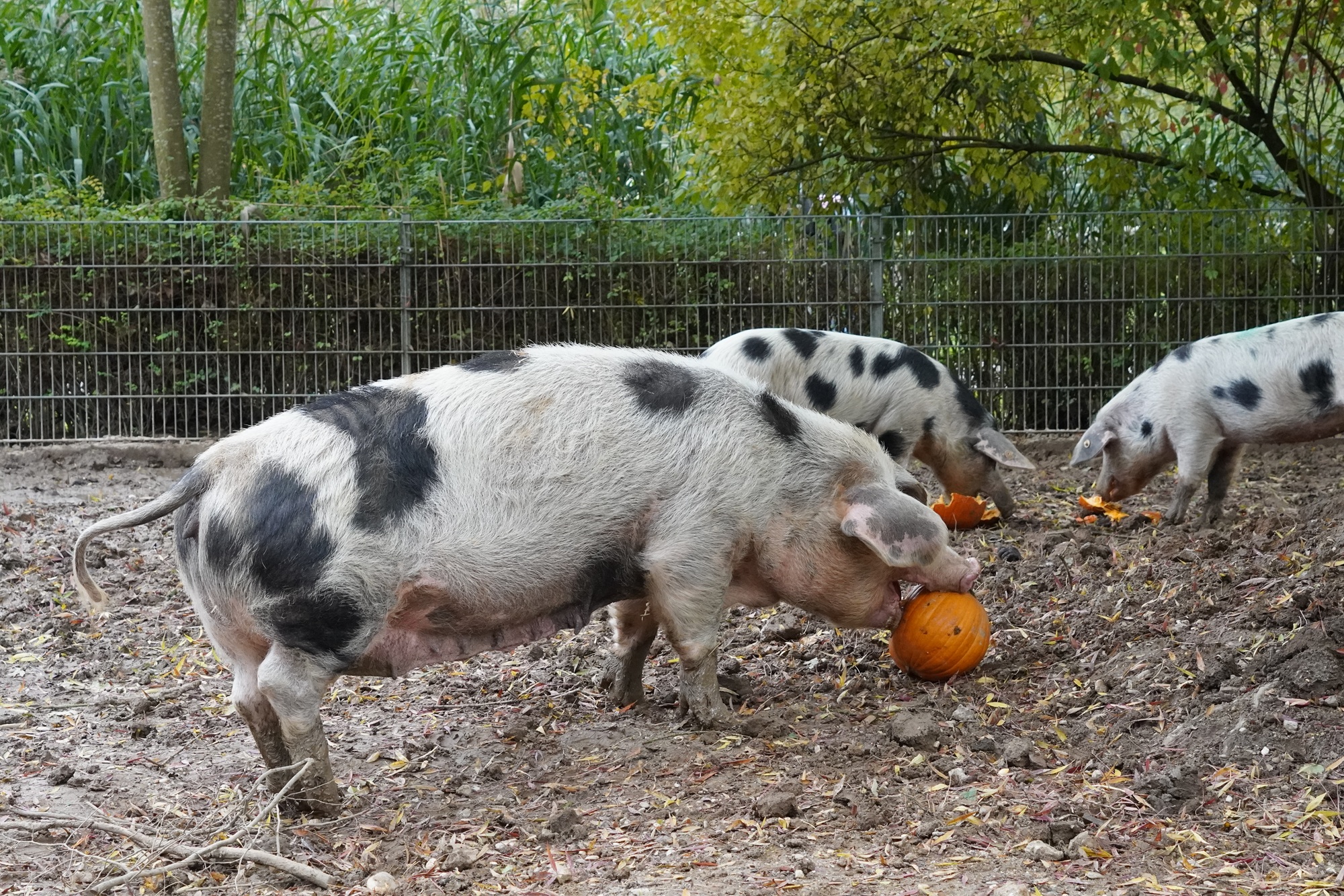 Die Bunten Bentheimer Schweine im Tiergarten Kleve stimmen sich mit Kürbissen auf das bevorstehende Halloweenfest ein