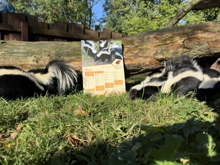 Stinktiere mit dem neuen Kalender vom Tiergarten Kleve (1)